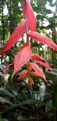 Billbergia morelii, photograph (c) Carlos Otávio Gussoni, some rights reserved (CC BY)