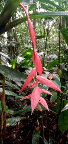 Billbergia morelii, photograph 5