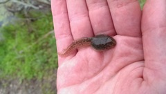 Lithobates berlandieri