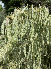 Acacia cultriformis