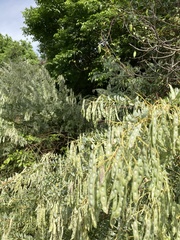 Acacia cultriformis