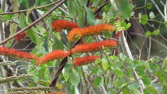 Combretum fruticosum