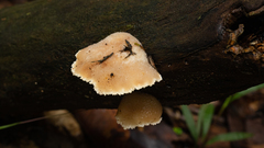Cymatoderma dendriticum