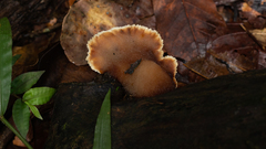 Cymatoderma dendriticum