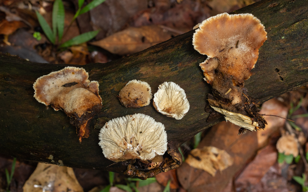 Cymatoderma dendriticum · January 2022 · photo: © deniszabin (iNaturalist, cc-by)