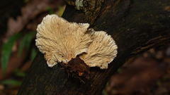Cymatoderma dendriticum