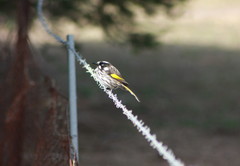 Phylidonyris novaehollandiae novaehollandiae