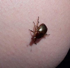 Coleoptera