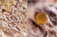 Orbilia xanthoguttulata