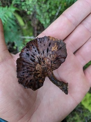 Polyporus nigrocristatus