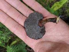 Polyporus nigrocristatus