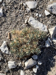 Astragalus kentrophyta ungulatus