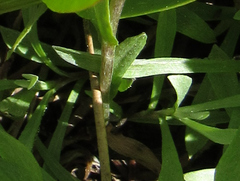 Antennaria racemosa