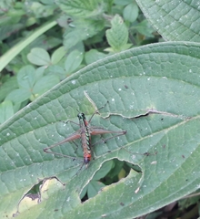 Orthoptera