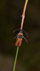 Trichalus semicostatus