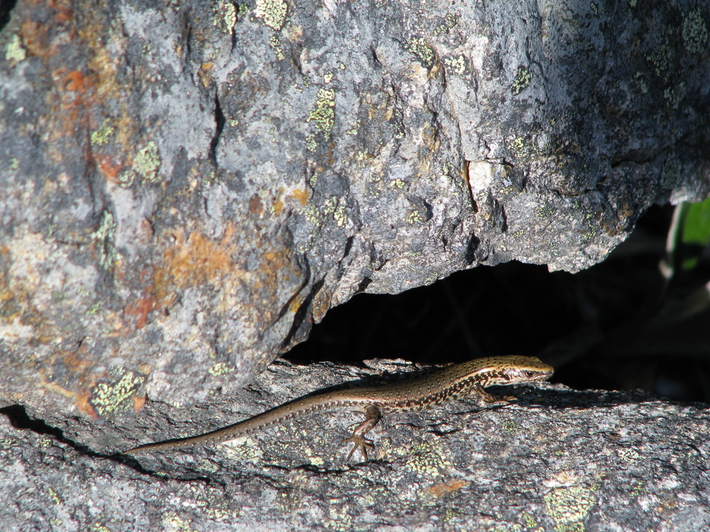 Canterbury Spotted Skink
