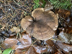 Jahnoporus