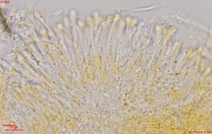 Orbilia xanthoguttulata