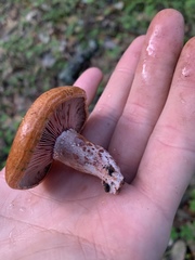 Lactarius vinosus