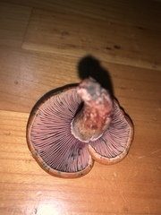 Lactarius vinosus