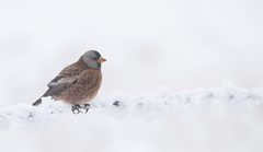 Leucosticte tephrocotis littoralis