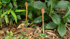 Macrolepiota capelariae