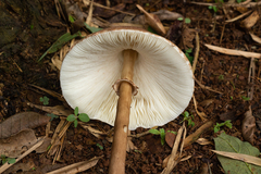 Macrolepiota capelariae
