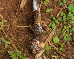 Macrolepiota capelariae