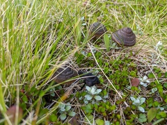 Entoloma perzonatum