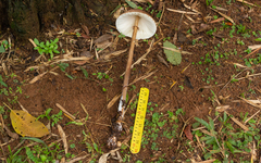 Macrolepiota capelariae