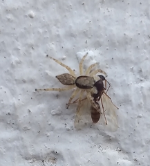 Menemerus bivittatus