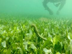 Hippocampus guttulatus