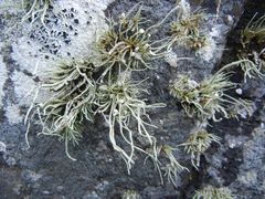 Ramalina siliquosa