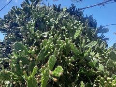 Opuntia arechavaletae