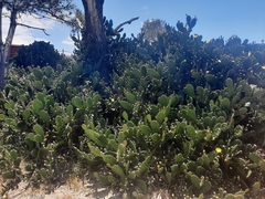 Opuntia arechavaletae