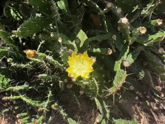 Opuntia arechavaletae