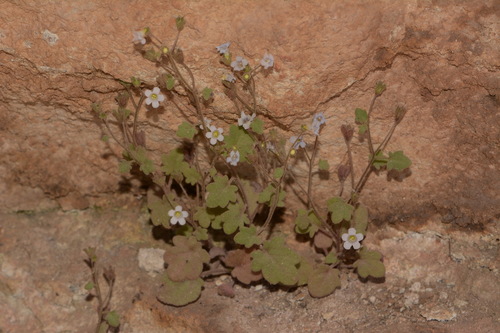 Image of Phacelia filiformis by (c) Brian Finzel, some rights reserved (CC BY-SA)