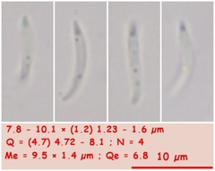 Orbilia xanthoguttulata