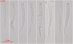 Orbilia xanthoguttulata
