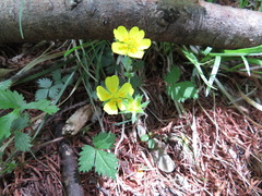 Potentilla rosulifera
