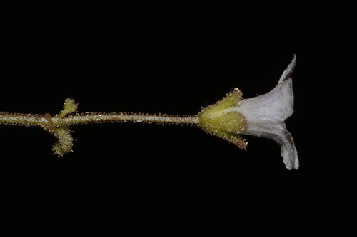 Image of Phacelia filiformis by (c) Brian Finzel, some rights reserved (CC BY-SA)