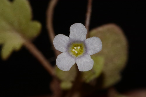Image of Phacelia filiformis by (c) Brian Finzel, some rights reserved (CC BY-SA)