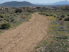 Erythranthe carsonensis