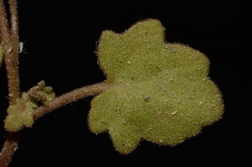 Image of Phacelia filiformis by (c) Brian Finzel, some rights reserved (CC BY-SA)
