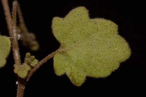 Image of Phacelia filiformis by (c) Brian Finzel, some rights reserved (CC BY-SA)