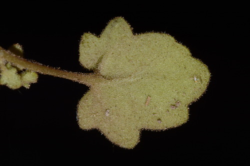 Image of Phacelia filiformis by (c) Brian Finzel, some rights reserved (CC BY-SA)