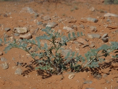 Astragalus geyeri triquetrus