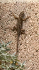 Sceloporus occidentalis