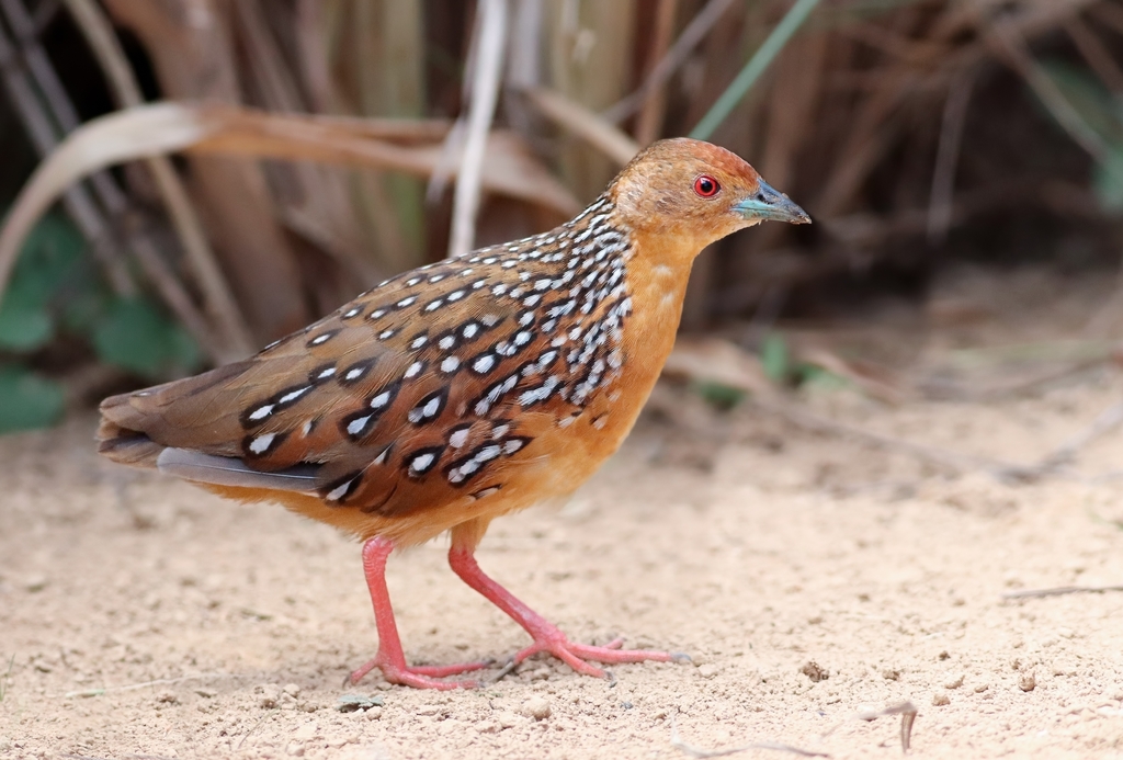 Ocellated Crake photo