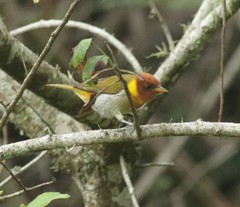 Hemithraupis ruficapilla